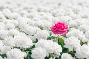Rose Media Group