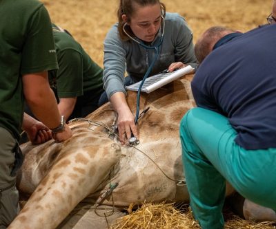 Rose-Media-Group-Woburn-Safari-Park-Giraffe-Story