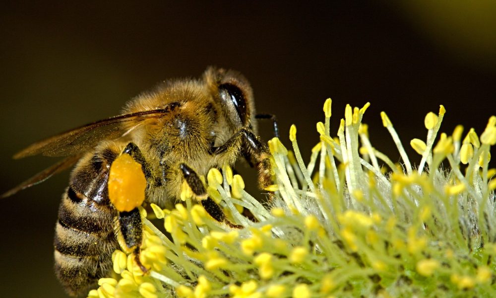 Bee and Flower