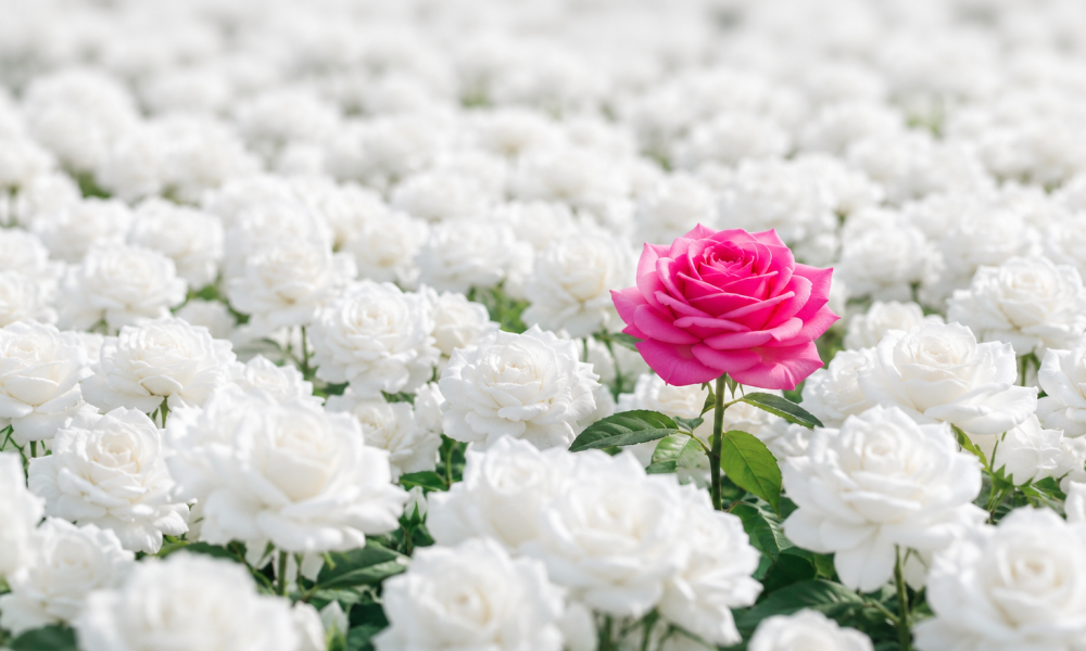 Rose Media Group